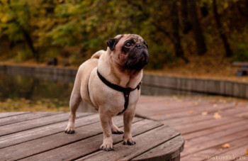 Я потеряла своего питомца  - 20210306_221316.jpg