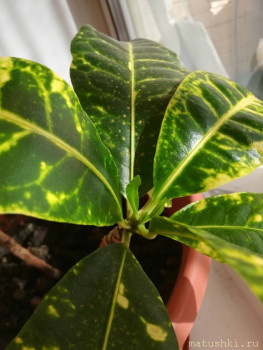 Наши цветы 2 - IMG_20210302_142328.jpg