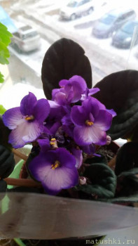 Наши цветы 2 - P_20210304_143804.jpg