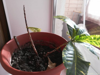 Наши цветы 2 - IMG_20210309_101858.jpg