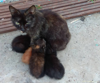 Любимая кошатинка  - фото 1.jpg