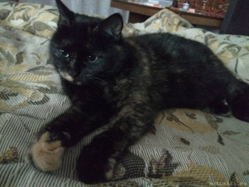 Любимая кошатинка  - фото 2.jpg