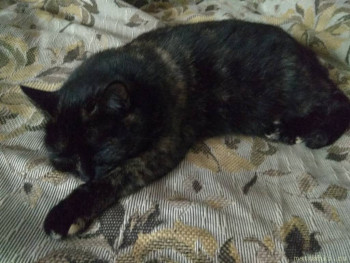 Любимая кошатинка  - фото 3.jpg