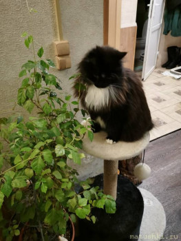 Любимая кошатинка  - IMG_20210205_225218.jpg