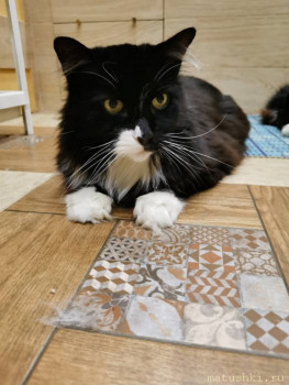 Любимая кошатинка  - IMG_20210301_225642.jpg