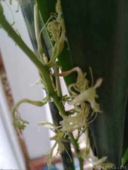 Наши цветы 2 - 20210405_110809.jpg