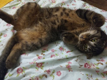 Любимая кошатинка  - IMG_20210415_193513.jpg