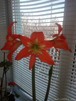 Наши цветы 2 - IMG_20210416_122152.jpg