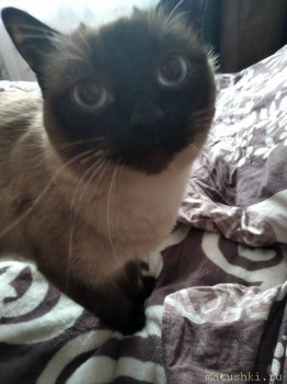 Любимая кошатинка  - IMG_20210328_104949.jpg