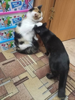 Любимая кошатинка  - IMG-20210409-WA0012.jpg