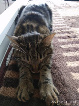 Любимая кошатинка  - IMG_20210424_141503.jpg