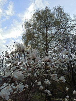 Растения моего региона, которые мне нравятся. - IMG_20210426_182143.jpg