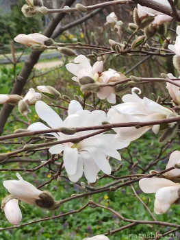 Растения моего региона, которые мне нравятся. - IMG_20210426_182014.jpg