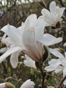 Растения моего региона, которые мне нравятся. - IMG_20210426_181937.jpg