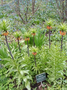 Растения моего региона, которые мне нравятся. - IMG_20210426_182536.jpg