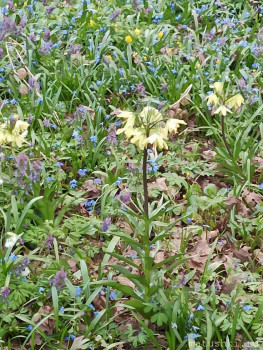 Растения моего региона, которые мне нравятся. - IMG_20210426_182849.jpg