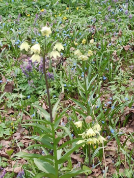 Растения моего региона, которые мне нравятся. - IMG_20210426_182845.jpg