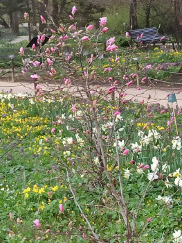 Растения моего региона, которые мне нравятся. - IMG_20210426_184902.jpg