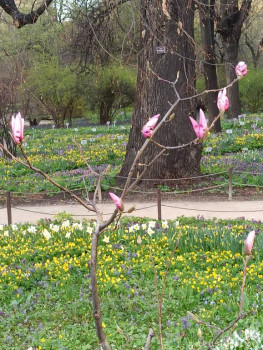 Растения моего региона, которые мне нравятся. - IMG_20210426_184833.jpg