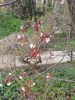 Растения моего региона, которые мне нравятся. - IMG_20210426_184729.jpg