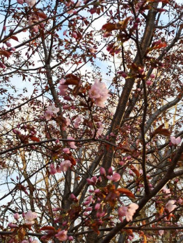 Растения моего региона, которые мне нравятся. - IMG_20210426_184717.jpg