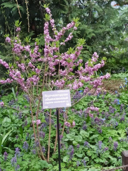 Растения моего региона, которые мне нравятся. - IMG_20210426_183629.jpg