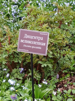 Растения моего региона, которые мне нравятся. - IMG_20210426_183252.jpg