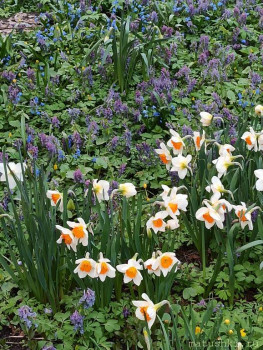 Растения моего региона, которые мне нравятся. - IMG_20210426_182754.jpg