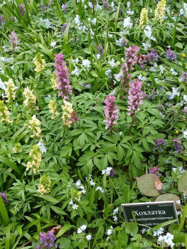 Растения моего региона, которые мне нравятся. - IMG_20210426_183056.jpg