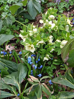 Растения моего региона, которые мне нравятся. - IMG_20210426_183312.jpg