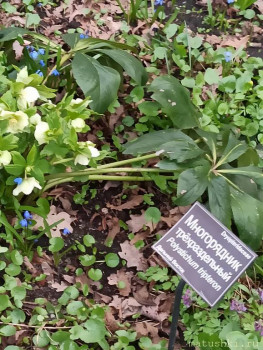 Растения моего региона, которые мне нравятся. - IMG_20210426_183334.jpg