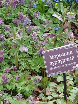 Растения моего региона, которые мне нравятся. - IMG_20210426_183403.jpg