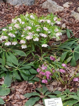 Растения моего региона, которые мне нравятся. - IMG_20210426_183830.jpg