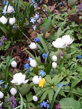 Растения моего региона, которые мне нравятся. - IMG_20210426_182830.jpg