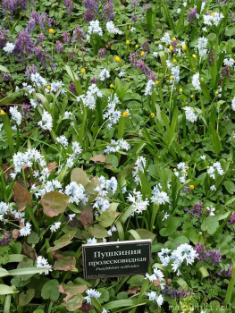 Растения моего региона, которые мне нравятся. - IMG_20210426_183041.jpg