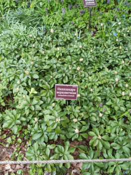 Растения моего региона, которые мне нравятся. - IMG_20210426_183507.jpg