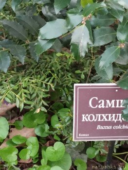 Растения моего региона, которые мне нравятся. - IMG_20210426_183014.jpg