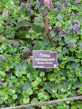 Растения моего региона, которые мне нравятся. - IMG_20210426_182944.jpg