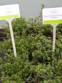 Растения моего региона, которые мне нравятся. - IMG_20210426_184029.jpg