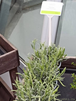 Растения моего региона, которые мне нравятся. - IMG_20210426_184033.jpg