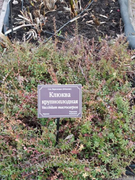 Растения моего региона, которые мне нравятся. - IMG_20210426_185542.jpg