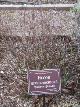 Растения моего региона, которые мне нравятся. - IMG_20210426_185607.jpg