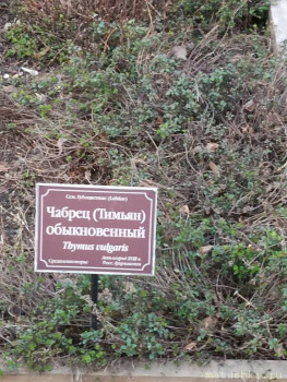 Растения моего региона, которые мне нравятся. - IMG_20210426_185549.jpg