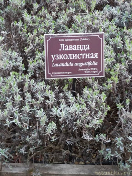 Растения моего региона, которые мне нравятся. - IMG_20210426_185616.jpg