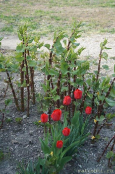 Растения моего региона, которые мне нравятся. - 02.JPG