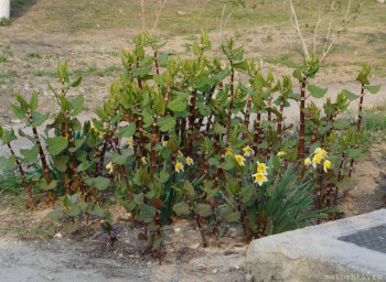 Растения моего региона, которые мне нравятся. - 03.JPG