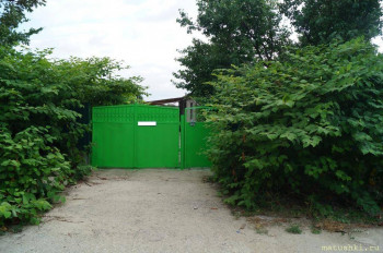 Растения моего региона, которые мне нравятся. - llnNhuesXEk.jpg