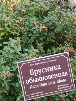 Растения моего региона, которые мне нравятся. - IMG_20210426_185913.jpg