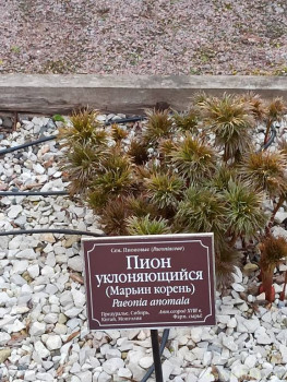 Растения моего региона, которые мне нравятся. - IMG_20210426_185851.jpg