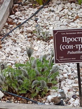 Растения моего региона, которые мне нравятся. - IMG_20210426_185932.jpg